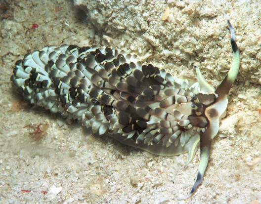 Cerberilla affinis